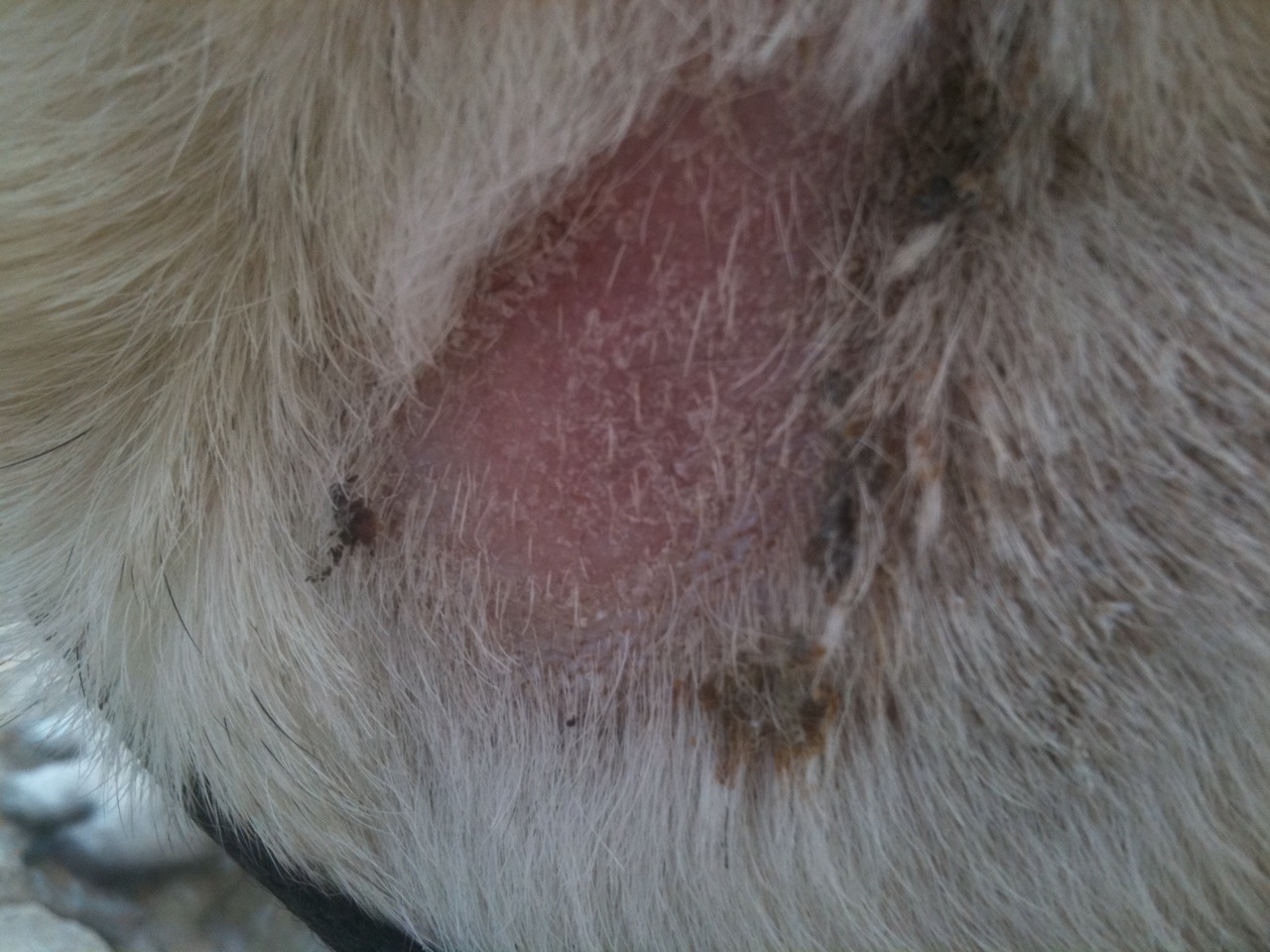 Anyone Have A Dog Bit By A Brown Recluse Spider Dogs Page 2