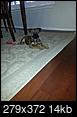 Any guesses on this dog's breed?-jan-17-2014-minnie.jpg