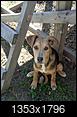 one big thread - post your dogs here and everyone will try to guess their breed mixes-cam00006-1.jpg