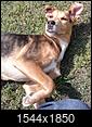 one big thread - post your dogs here and everyone will try to guess their breed mixes-cam00023-1.jpg