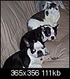 Pet Picture gallery-three-demons-ina-row-small.jpg