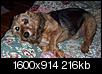 Pet Picture gallery-clancey-010908.jpg