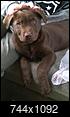 IS MY NEW PUP A LAB/PIT Mix? I want to know.-zicooo.jpg