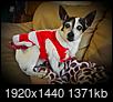 !4 1/2 yr old dog incontinent bladder and bowels-2014-12-25-12.34.36.jpg