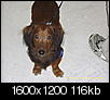 Any Dachshund owners on here?-picture-044.jpg
