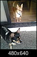 Pet Picture gallery-bam-010515e.jpg