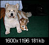 Pet Picture gallery-lucas-penny-2003-08-28-20