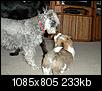 Pet Picture gallery-p2120073a.jpg