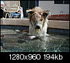 Pet Picture gallery-p6240045.jpg