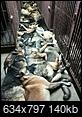 healthy bomb-sniffing dogs killed by American security company after its contract ended-dead-dogs-1.jpg