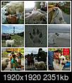 Need input from folks who travel with their dog(s)-photogrid_1471027544925.jpg