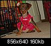 Doxie-Pins And Other Hybrids-038.jpg