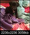 Can someone please tell me what kind of puppy this is?-20170728_165129-1.jpg