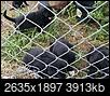 Can someone please tell me what kind of puppy this is?-20170729_145334-1.jpg