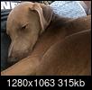 Dog DNA tests-d4d83aa6-4d4f-4da4-a786-86617bc664c1.jpeg