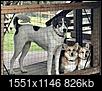 Size of Dog-2020-12-12-02.16.52-1.jpg
