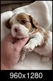 Pet Picture gallery-a602cd0a-429d-43bc-8e57-6ceacdb10f43.jpeg