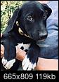 cross-post: Favorite websites to search for adoptable pets?-lily-puppy-photo-petfinder-.jpg