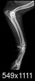 Leg X-Ray shows what looks like a hole in the bone.-right-lat.jpeg