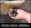 Weird dog nail (warning graphic)-img_2257.jpeg