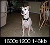 Pet Picture gallery-p8150097.jpg