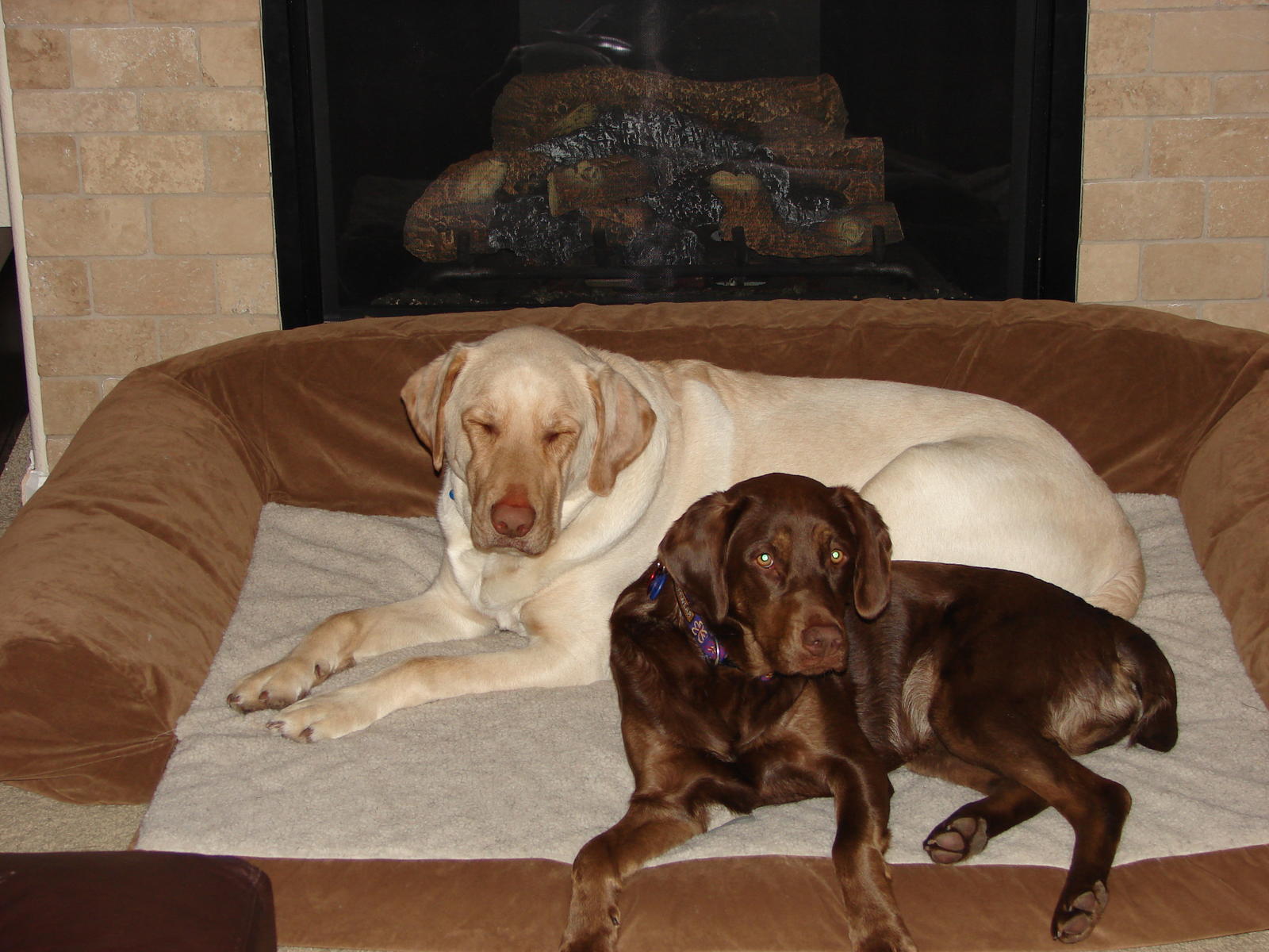 Any lab/english pointer owners out here--HELP! (black ...