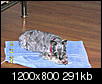 Losing my 3rd mini schnauzer in a row - too young-dscn3510.jpg