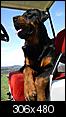 Pet Picture gallery-amos-dog-golf-cart.jpg