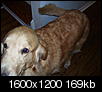 Pet Picture gallery-100_1400.jpg