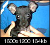 Chihuahua with hacking cough-dscf1111.jpg