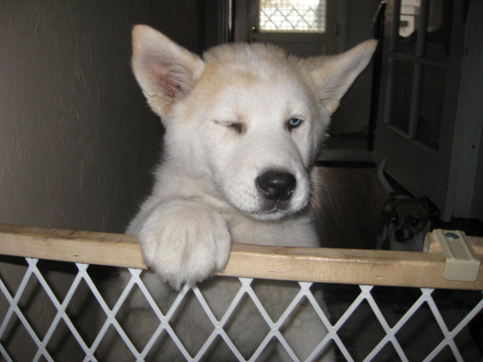 Akita Husky Puppy Pix Shepherd Shepherds Aggressive Train Dogs Page 2 City Data Forum