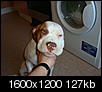 hi is my dog full pitbull terrier-dsc00612.jpg