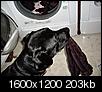 how does a dog become a service dog?-laundry04.jpg