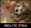 Pet Picture gallery-03-mar-15-2009-15-.jpg