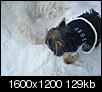 Lucy and Ringo in the snow-dscf0648.jpg