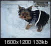 Lucy and Ringo in the snow-dscf0649.jpg