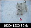 Lucy and Ringo in the snow-dscf0647.jpg