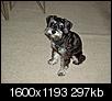Pet Picture gallery-picture-017.jpg