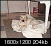 Pet Picture gallery-bella-almost-5-months-006.jpg