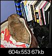 Pet Picture gallery-bookshelf-nap.jpg