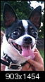 Foster Chihuahua in Dallas lookin' for love in all the right places-photo.jpg