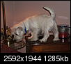 Anyone have Westie puppies/dogs?-dscf4093.jpg