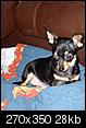 Pet Picture gallery-6-months-holly-2.jpg