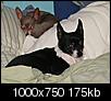 New chihuahua fosters-067.jpg