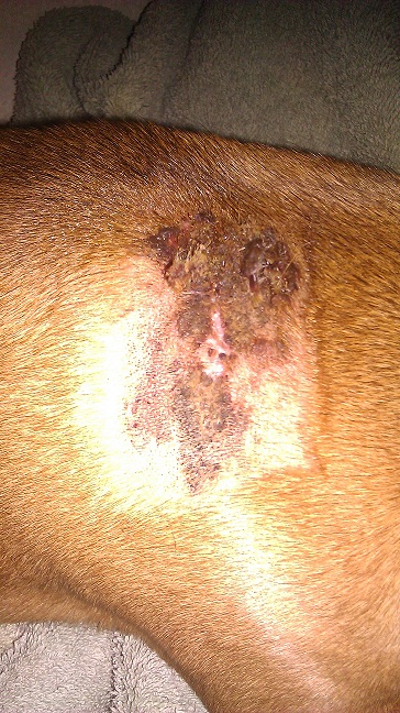 what does mrsa look like in dogs