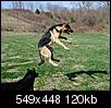 Large dogs for Home Protection-rambo-catches-tennis-ball.jpg