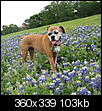 How to Re-Train my Boxer-img_2667.jpg