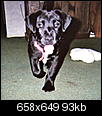 How did you get your dog?-shadow-baby-001.jpg