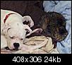 Smart Smallish-Medium Size Dogs......-1330450472493.jpg