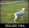 Smart Smallish-Medium Size Dogs......-1329153770219.jpg